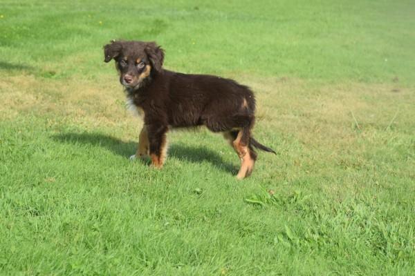 Australische herdershond (reu) 44550