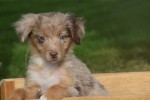 Australische herdershond (reu) 43928