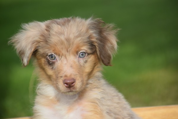 Australische herdershond (reu) 43928