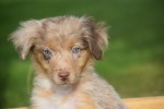 Australische herdershond (reu) 43928