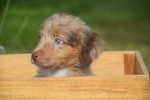 Australische herdershond (reu) 43928