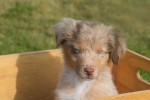 Australische herdershond (reu) 43928