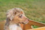 Australische herdershond (reu) 43928