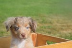 Australische herdershond (reu) 43928