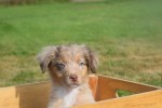 Australische herdershond (reu) 43928