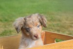 Australische herdershond (reu) 43928