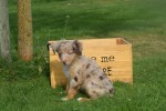 Australische herdershond (reu) 43928