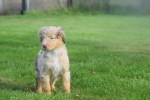 Australische herdershond (reu) 43928