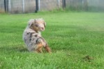 Australische herdershond (reu) 43928