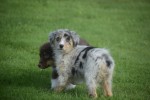 Australische herdershond (teef) 67401
