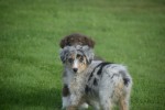 Australische herdershond (teef) 67401