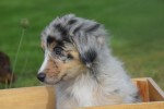 Australische herdershond (teef) 67401