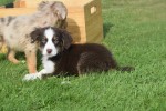 Australische herdershond (reu) 67498