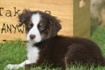 Australische herdershond (reu) 67498