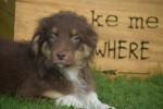 Australische herdershond (reu) 68158