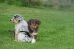 Australische herdershond (reu) 68158