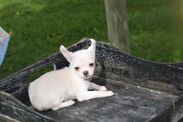 Chihuahua (teef) 36902