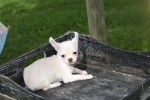 Chihuahua (teef) 36902