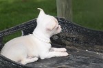 Chihuahua (teef) 36902
