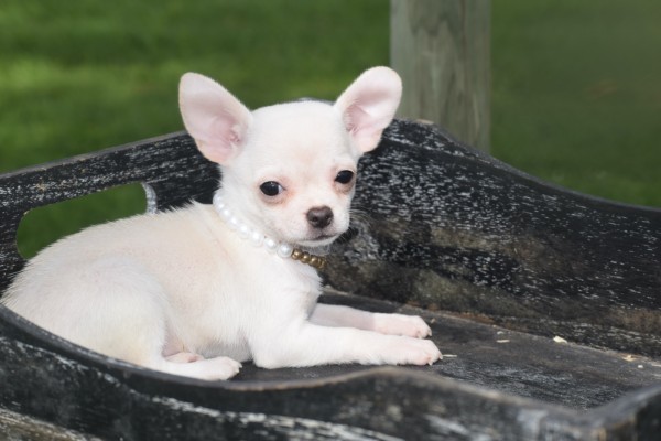 Chihuahua (teef) 36902