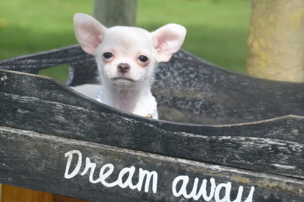Chihuahua (teef) 36902