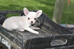 Chihuahua (teef) 36902