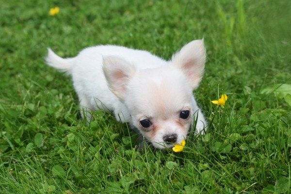 Chihuahua (teef) 36906