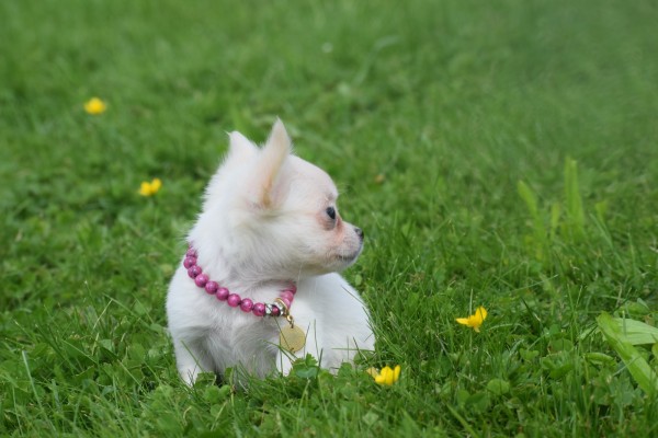 Chihuahua (teef) 36906