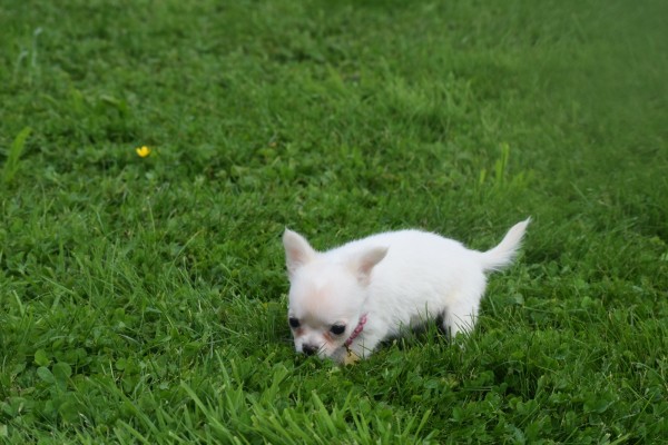 Chihuahua (teef) 36906