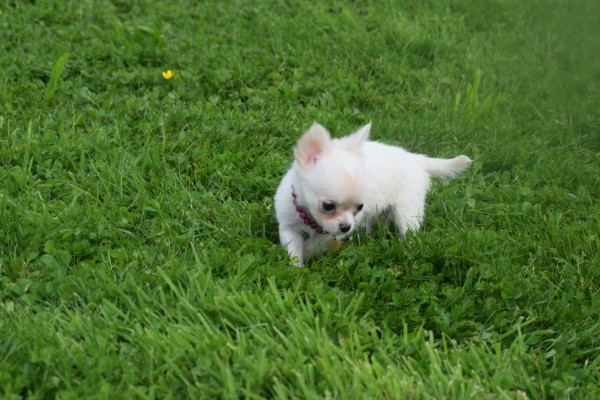 Chihuahua (teef) 36906