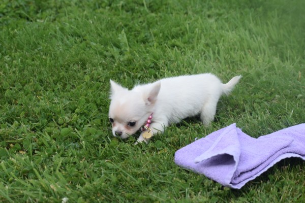 Chihuahua (teef) 36906
