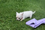 Chihuahua (teef) 36906