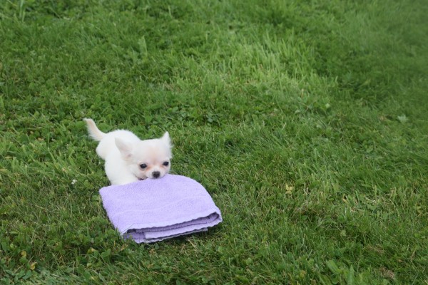Chihuahua (teef) 36906