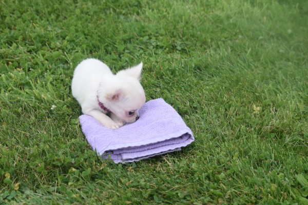 Chihuahua (teef) 36906