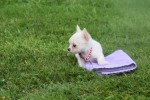 Chihuahua (teef) 36906