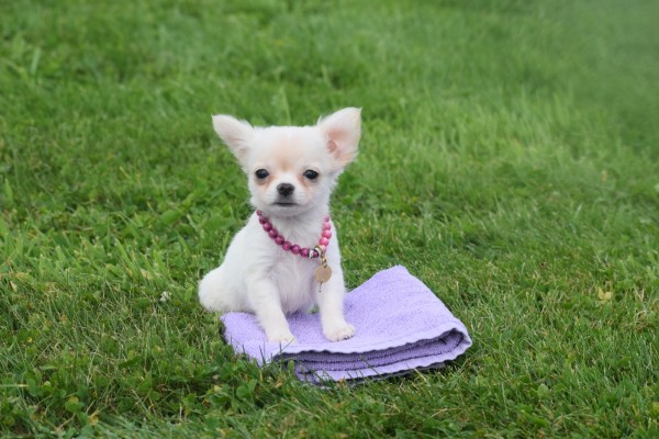 Chihuahua (teef) 36906