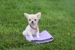 Chihuahua (teef) 36906