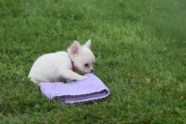 Chihuahua (teef) 36906