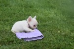 Chihuahua (teef) 36906