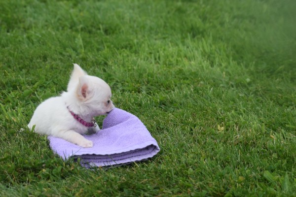 Chihuahua (teef) 36906