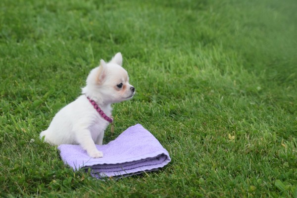 Chihuahua (teef) 36906