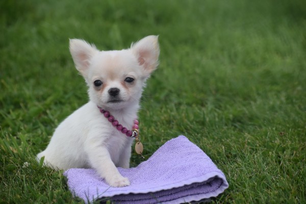 Chihuahua (teef) 36906