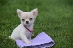 Chihuahua (teef) 36906