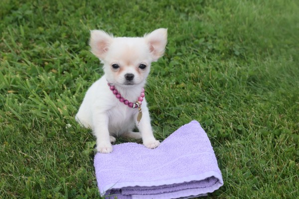 Chihuahua (teef) 36906