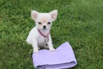 Chihuahua (teef) 36906