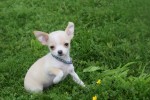 Chihuahua (reu) 36926