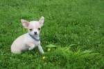 Chihuahua (reu) 36926