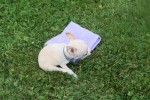 Chihuahua (reu) 36926