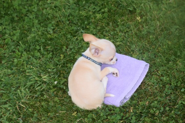 Chihuahua (reu) 36926