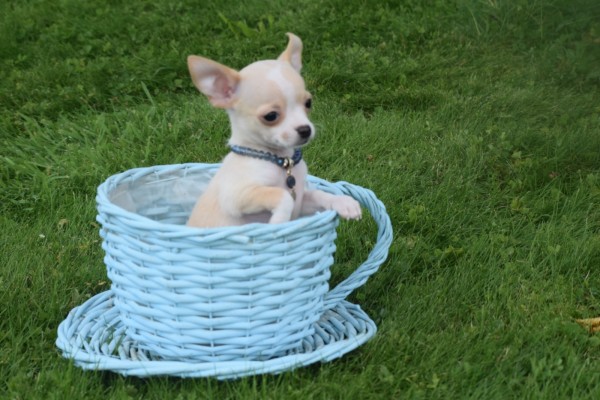 Chihuahua (reu) 36926